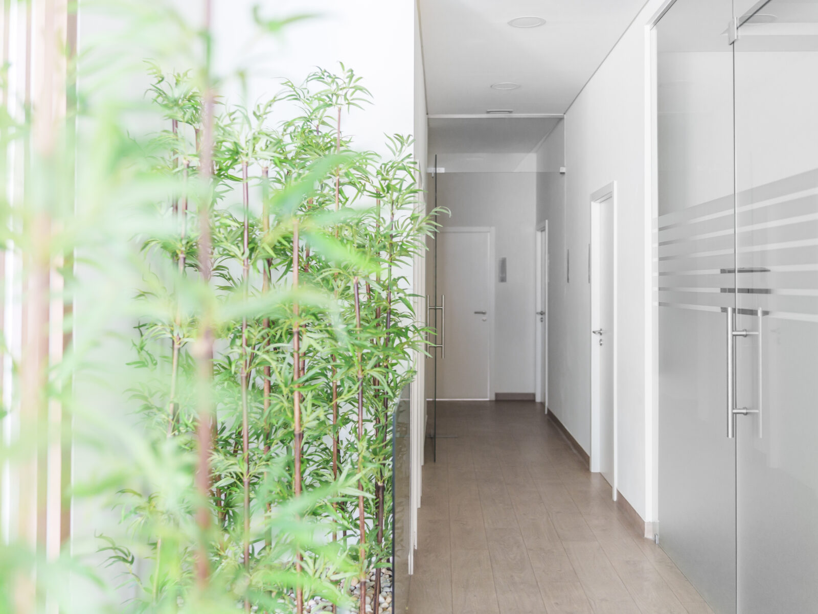 Corredor dos consultórios do Instituto Médico e Dentário Dra. Sara Martins, em Paços de Ferreira, com jardim interior